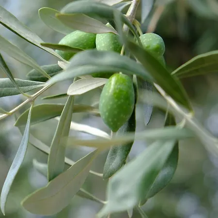 Διαμέρισμα Ladanos Thassos Kallirákhi